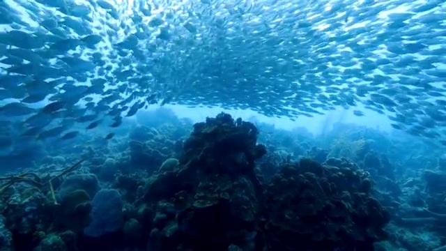 详情图-在库拉索岛附近的加勒比海珊瑚礁中跳舞的诱饵球