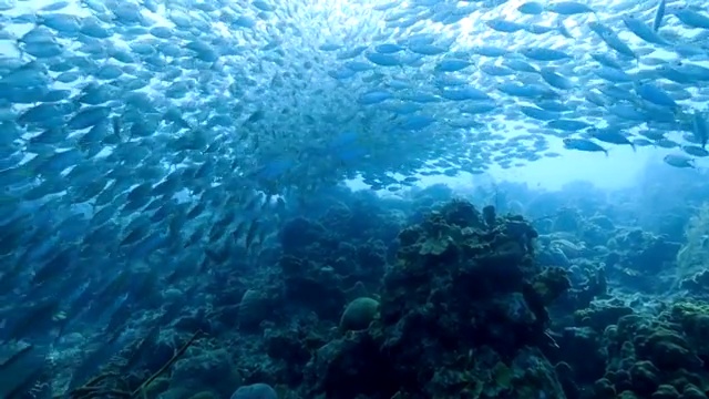 详情图-在库拉索岛附近的加勒比海珊瑚礁中跳舞的诱饵球