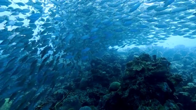 详情图-在库拉索岛附近的加勒比海珊瑚礁中跳舞的诱饵球