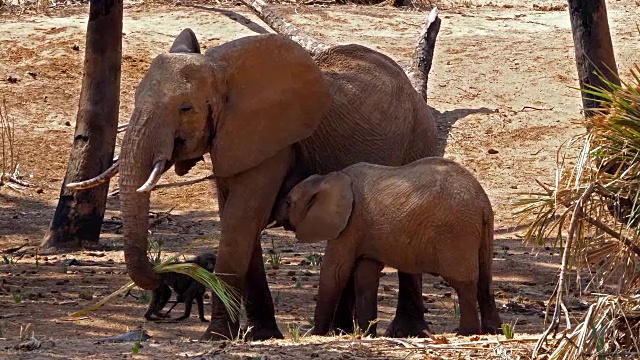 非洲象，loxodonta africana，母亲和小象哺乳，桑布鲁公园在肯尼亚，实时4K