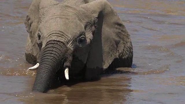 非洲象，loxodonta africana，牛犊在河边喝水，马赛马拉公园在肯尼亚，实时4K