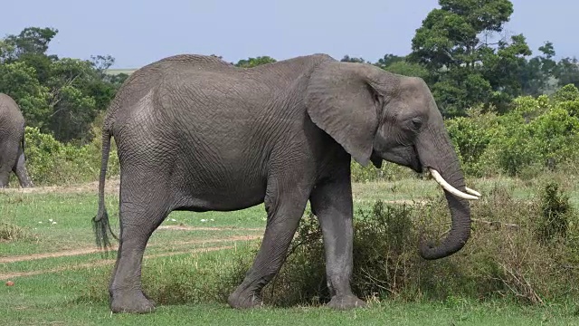 非洲象，loxodonta africana，成年在吃灌木丛，马赛马拉公园在肯尼亚，实时4K