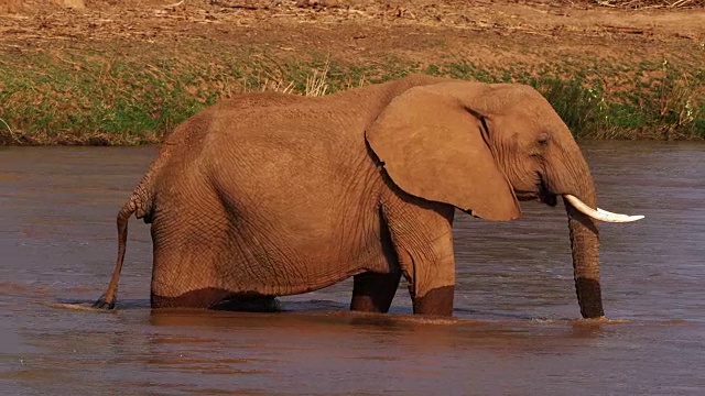 非洲象，loxodonta africana，成年人在河边饮水，桑布鲁公园在肯尼亚，实时4K