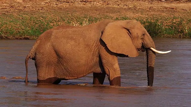 詳情圖-非洲象，loxodonta,africana，成年人在河邊飲水，桑布魯公園在肯尼亞，實(shí)時(shí)4K