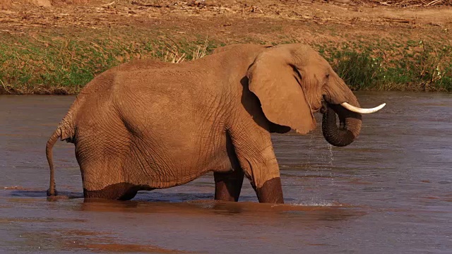 詳情圖-非洲象，loxodonta,africana，成年人在河邊飲水，桑布魯公園在肯尼亞，實(shí)時(shí)4K