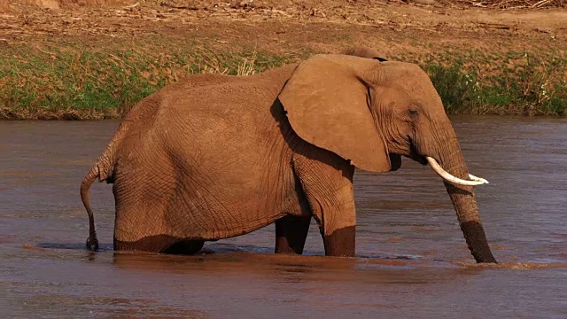 詳情圖-非洲象，loxodonta,africana，成年人在河邊飲水，桑布魯公園在肯尼亞，實(shí)時(shí)4K
