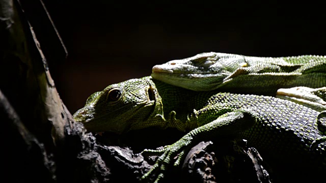 翡翠树监视器或绿树监视器- Varanus prasinus