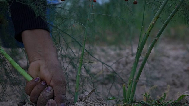 摘芦笋慢动作