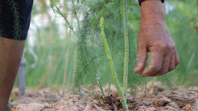 摘芦笋慢动作