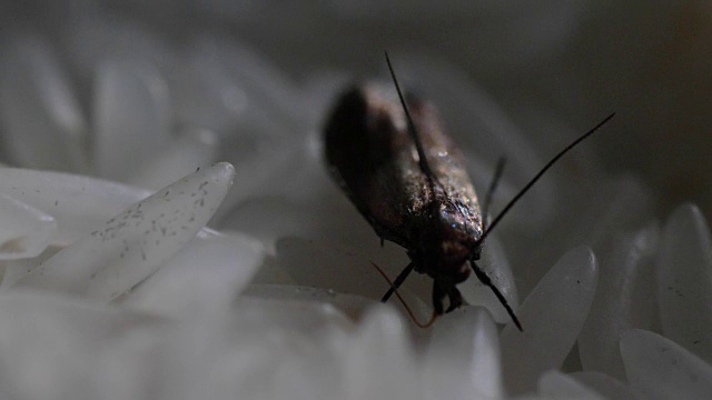 食蛾，食蛾，食米