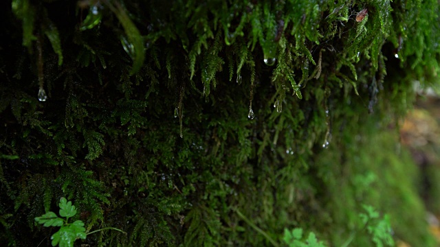 水滴顺着生长在岩石边上的苔藓流下。青苔与水滴相辉映。