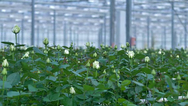 商业温室里的白玫瑰花蕾近景。