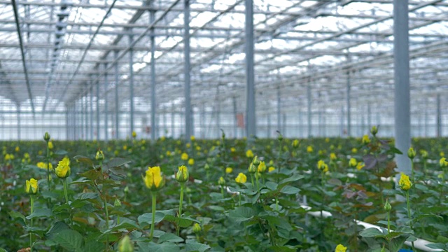 在工业温室里，黄色的玫瑰花蕾仍未开放。