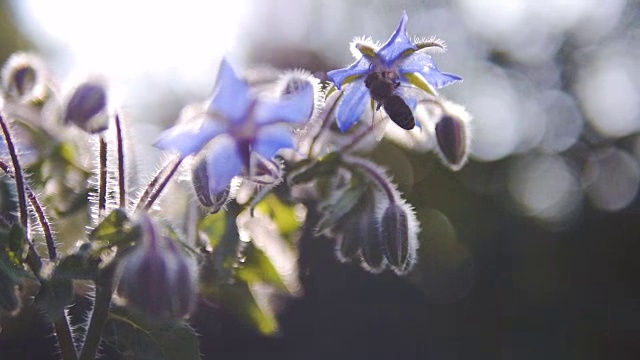 紫野花上的蜜蜂