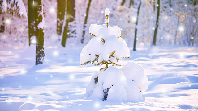 白雪覆盖的树林里非常漂亮的小圣诞树。