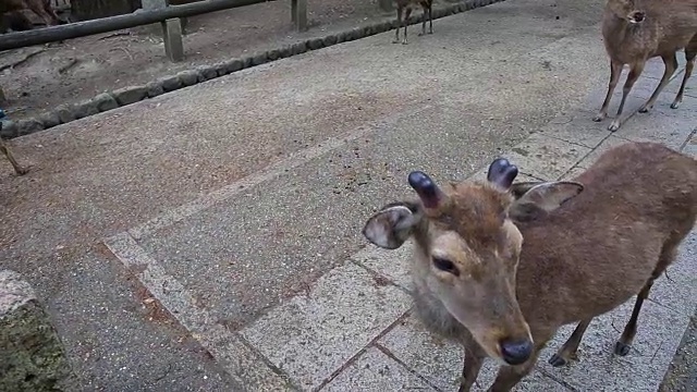 日本奈良的鹿