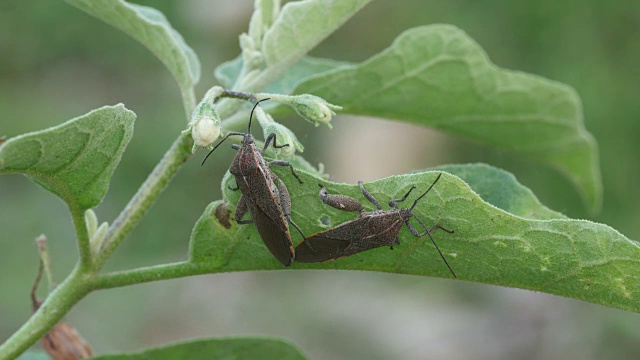 Leaf-footed昆虫交配