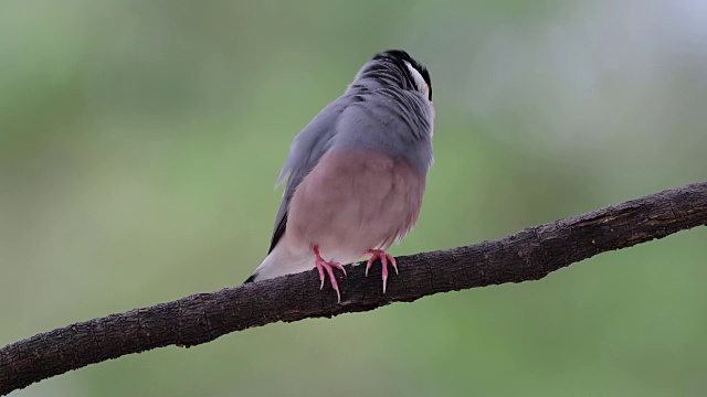 Java麻雀在树枝上