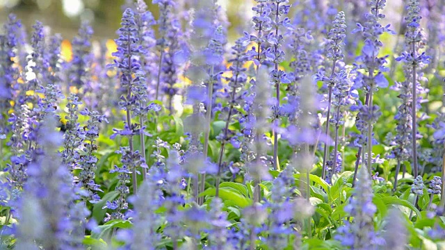 蓝色鼠尾草和蜜蜂