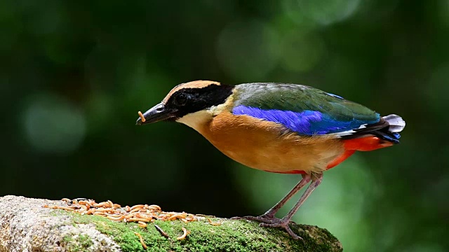 蓝翅皮塔(Pitta moluccensis)美丽的多色鸟