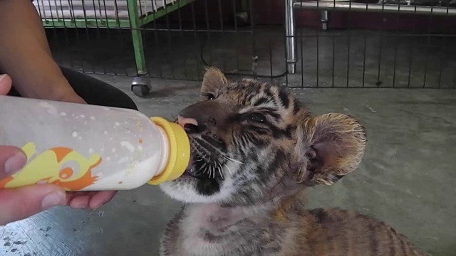 婴儿老虎喂食