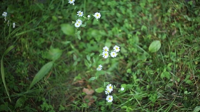田野里的雏菊