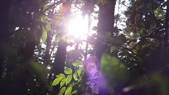 森林里的阳光