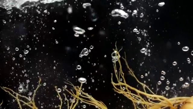 詳情圖-人參落在水中動作緩慢