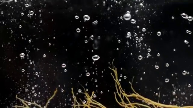 詳情圖-人參落在水中動作緩慢