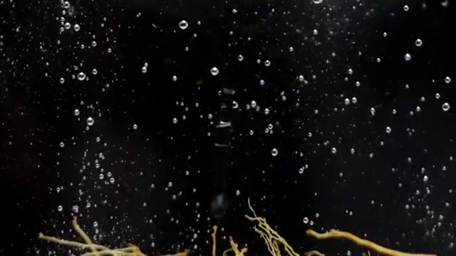 詳情圖-人參落在水中動作緩慢