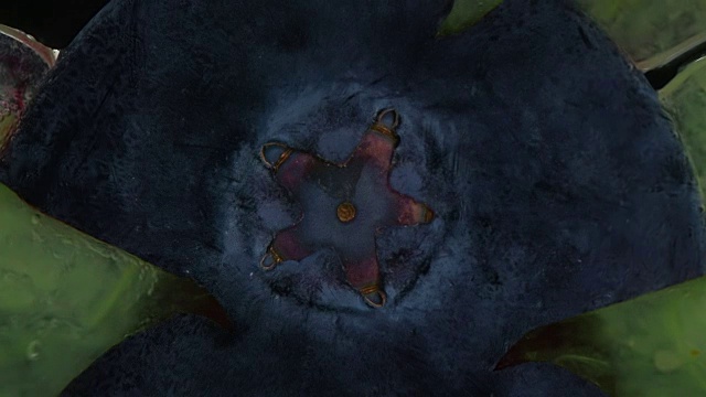 新鲜蓝莓被碾碎以获得抽象的健康背景