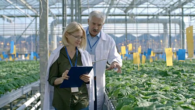 在温室中检查植物的农学家