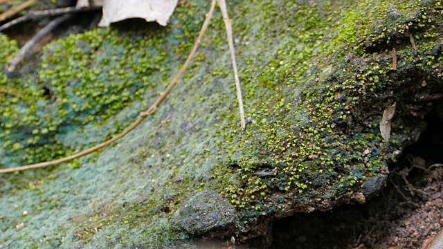 石龙子在热带雨林的岩石上。