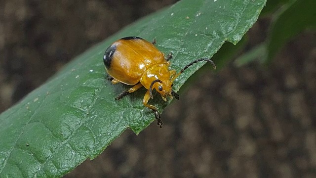 热带雨林树叶上的黄色甲虫。