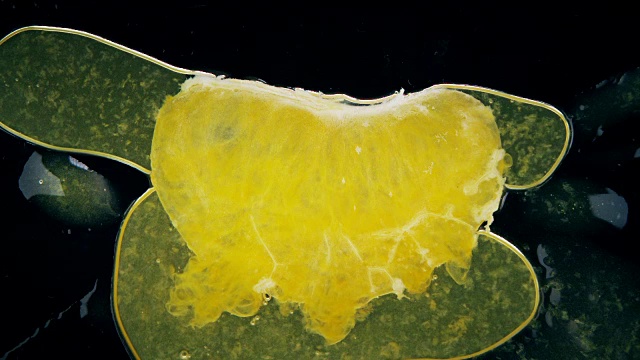 健康天然橙汁的微距镜头