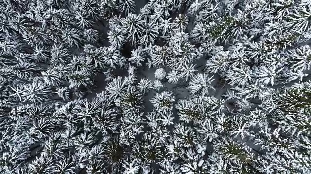 高空鸟瞰图移过高山积雪覆盖的松林树林。冬季户外自然景观雪山野生建立。4k无人机飞行直线下降建立拍摄
