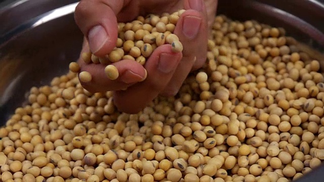 大豆浇野刺运动