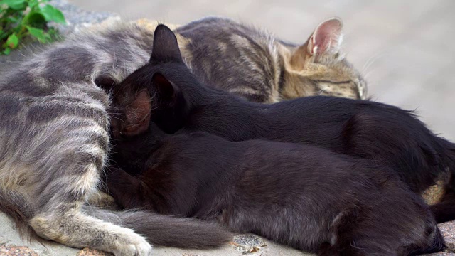 两只小猫在喂一只猫