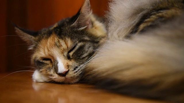 瞌睡猫，可爱的动物在家里放松