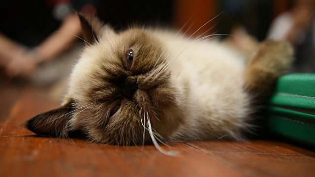 瞌睡猫，可爱的动物在家里放松