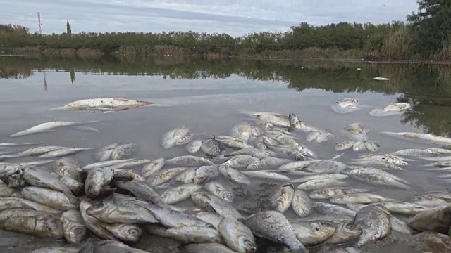 被污染的水中的有毒死鱼