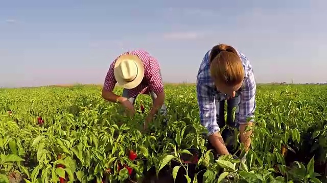 詳情圖-兩個(gè)農(nóng)民在陽(yáng)光明媚的秋天用手采摘胡椒。