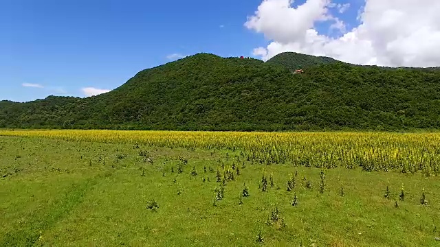 白色和棕色的马吃新鲜的绿色的草在山谷，农场鸟瞰