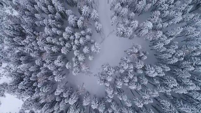 鸟瞰-冬季松林-意大利阿尔卑斯山