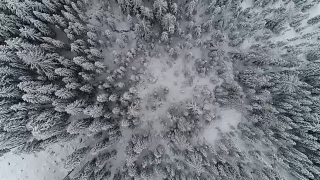 鸟瞰图|冬季和雪域森林|阿尔卑斯山