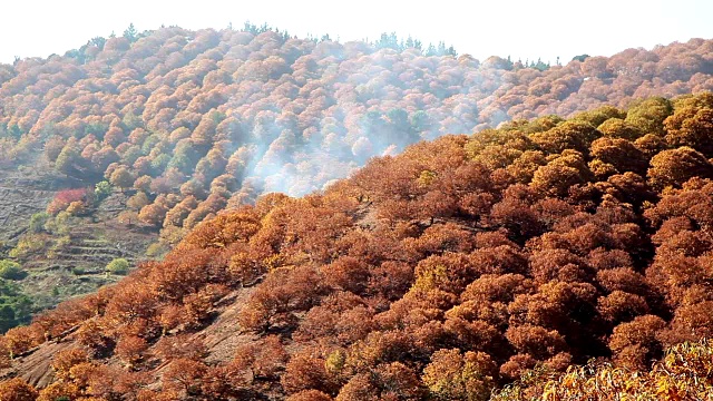 栗树是西班牙秋天红黄相间的栗树种植园，叶子在风中摇曳