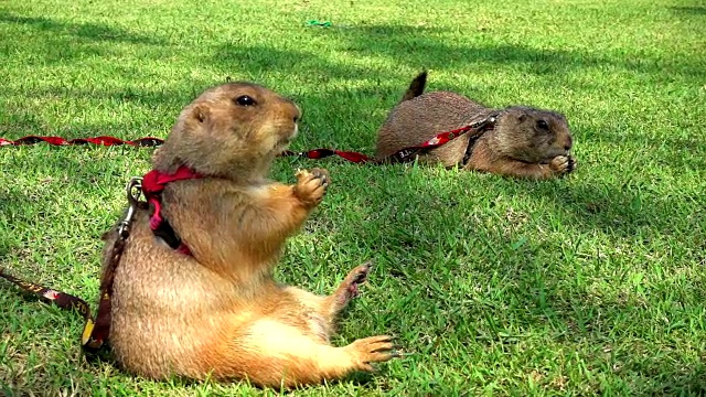 慢镜头草原犬鼠