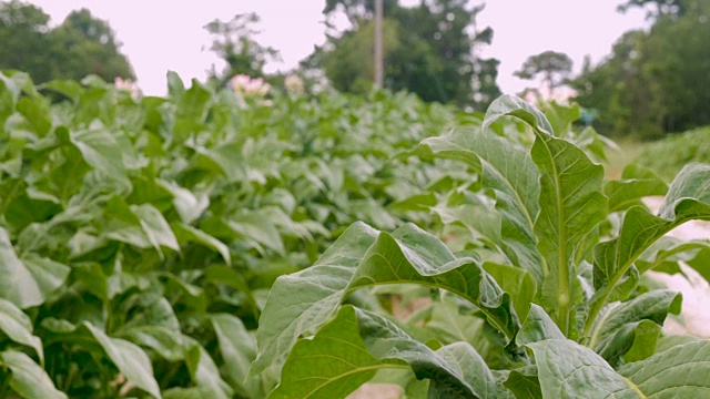 - CU区健康开花烟草植株