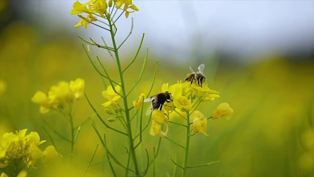 蜜蜂从芥菜花蜜中采集花蜜的慢动作。