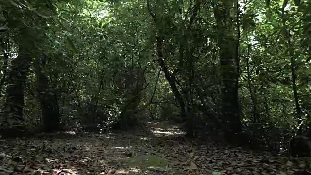 夏日的热带雨林，在最大的公园之一——格鲁吉亚的巴统